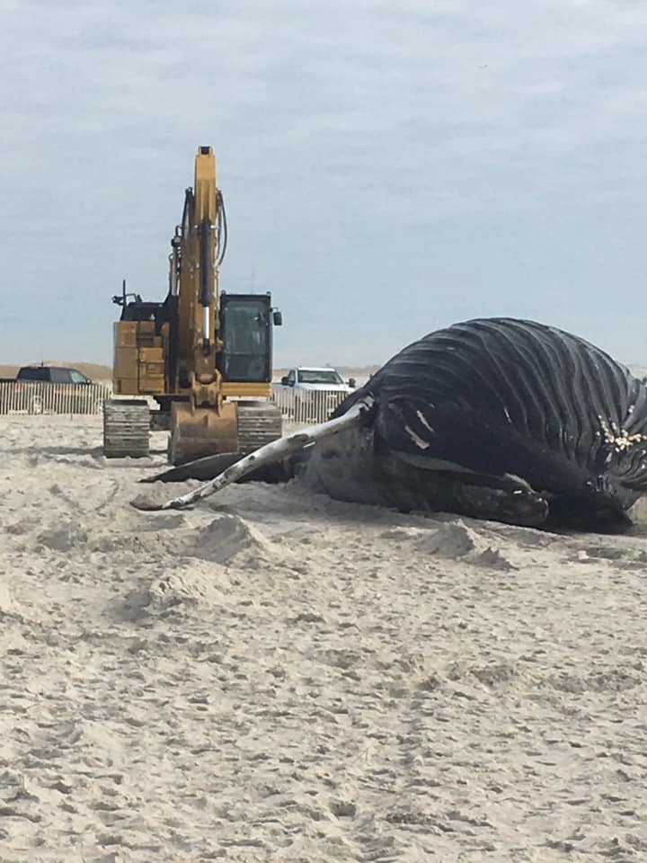 More Dead Humpback Whale Found Beached In Nassau County On Lido Beach Local News X