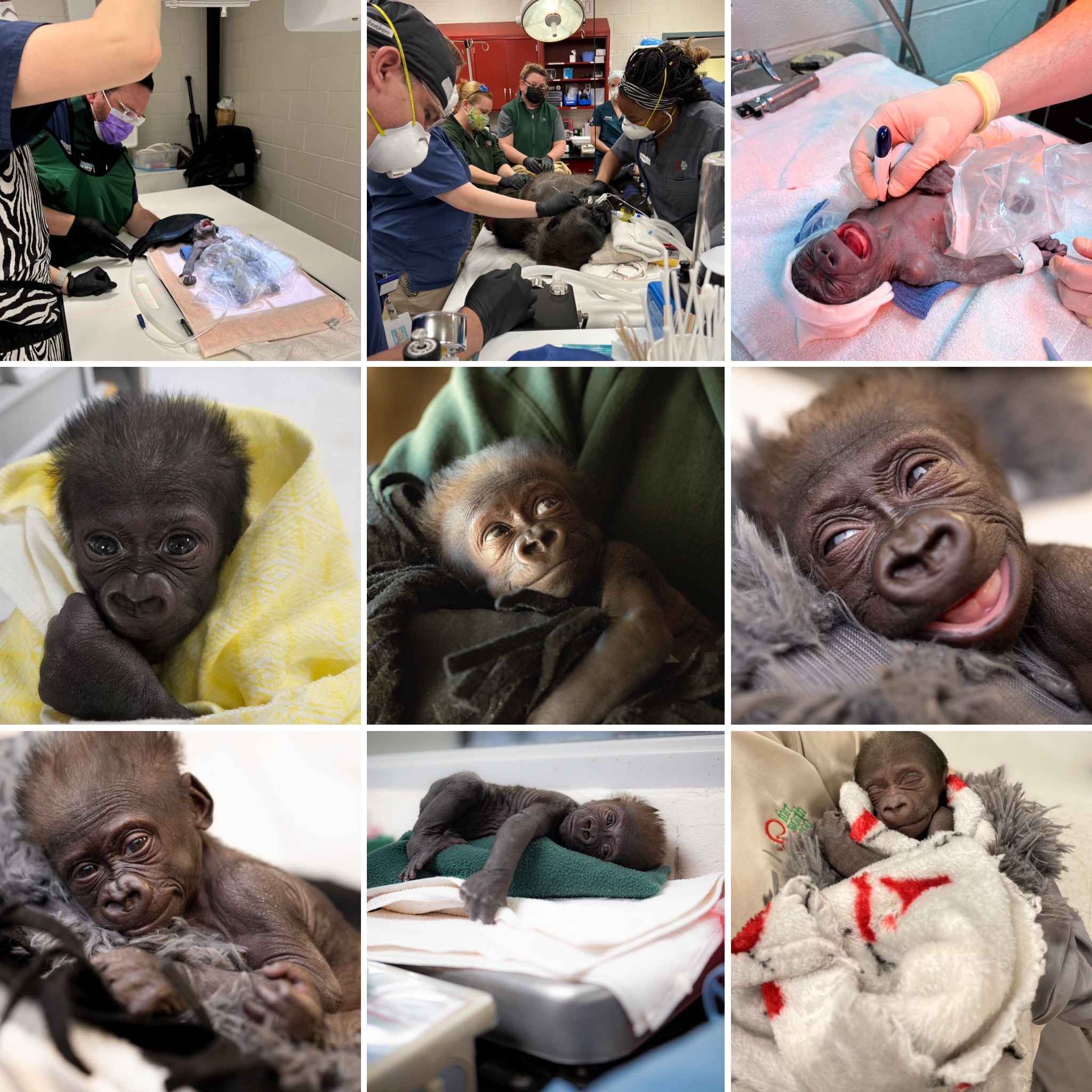 More – Jameela the Baby Gorilla Born via C-Section. The Premature ...