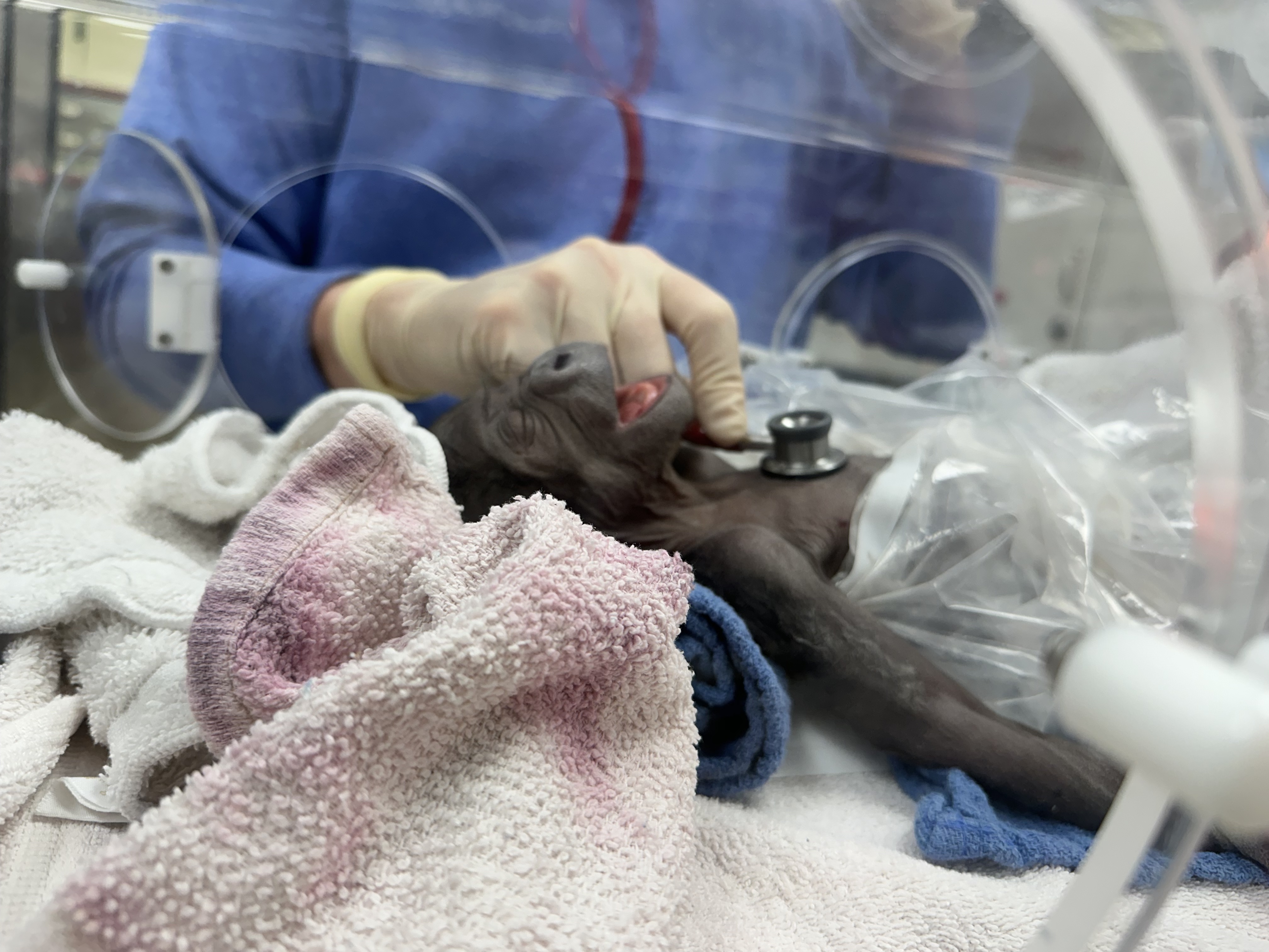 More – Jameela The Baby Gorilla Born Via C-Section. The Premature ...