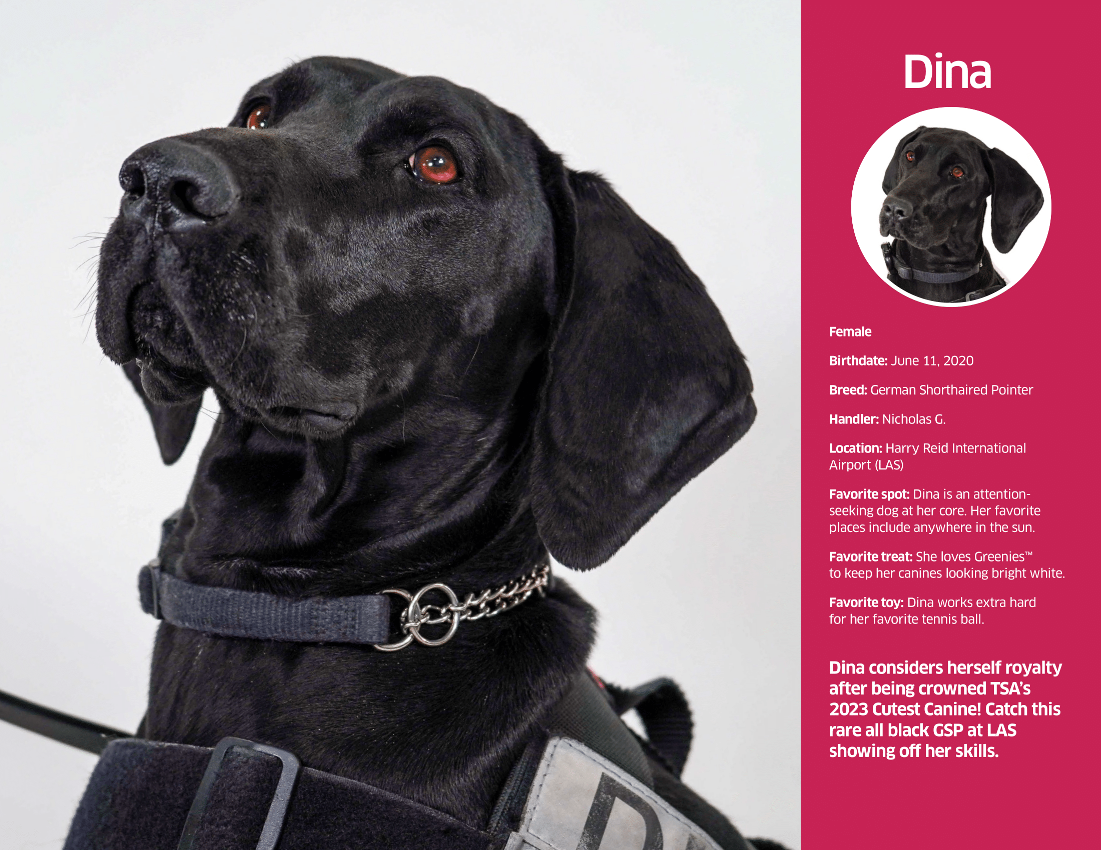 TSA Releases 2024 Canine Calendar, Paws-itively Cute…an annual