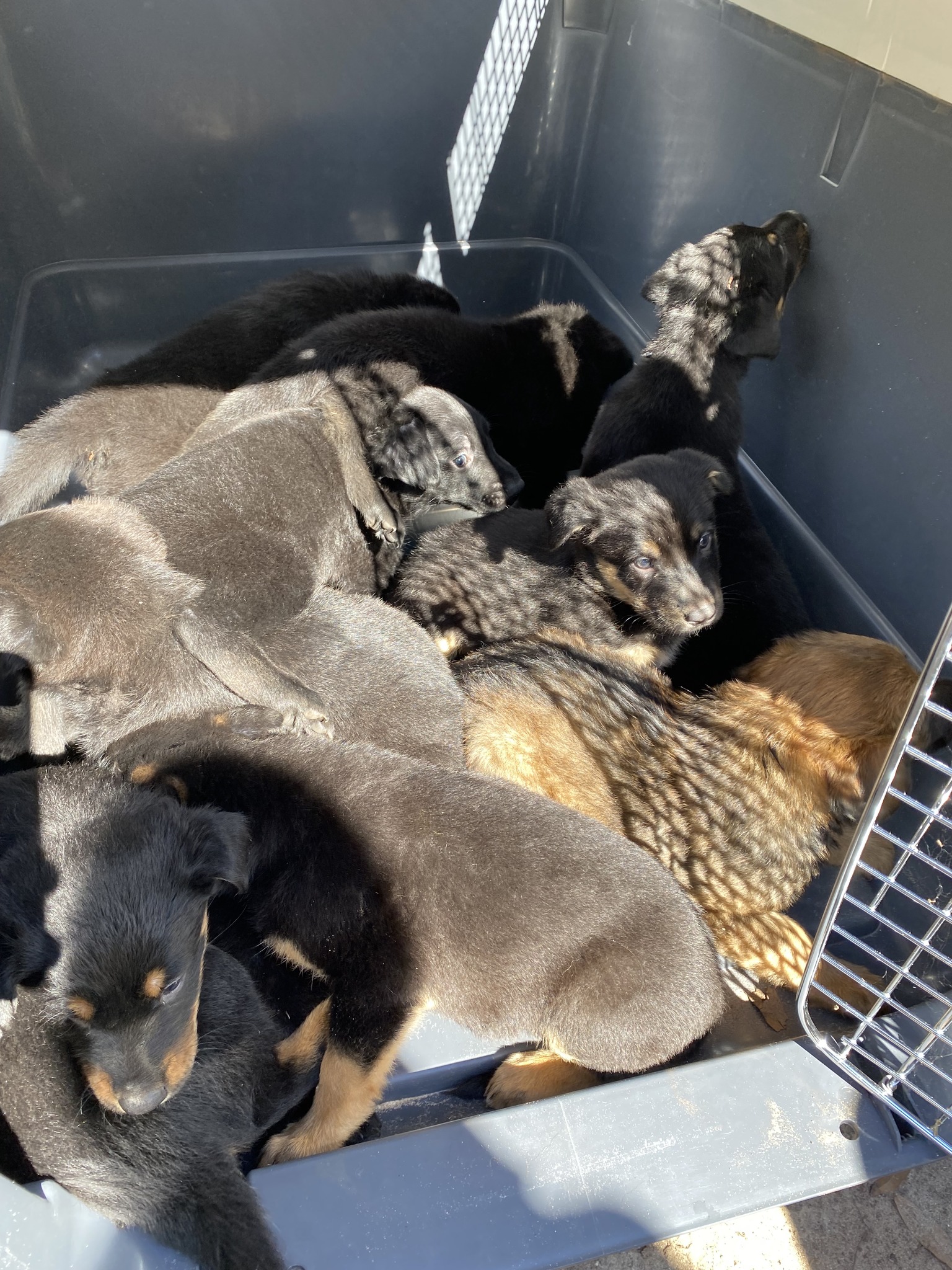 Flordia Couple Arrested in Iverness for Animal Cruelty, Roughly 16 dogs ...
